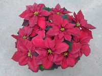 poinsettias