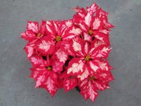 poinsettias