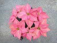 poinsettias