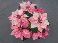 poinsettias