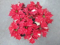 poinsettias