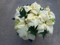 poinsettias