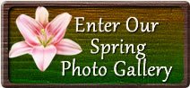 Spring Flowers